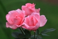 Rosa - 'Kölner Flora'